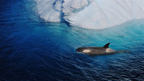 Uea Scientists Watch Killer Whales Hunt In The Antarctic Bbc News