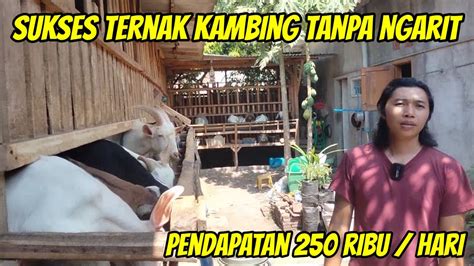 Sukses Ternak Kambing Tanpa Ngarit Pendapatan 250 Ribu Perhari YouTube