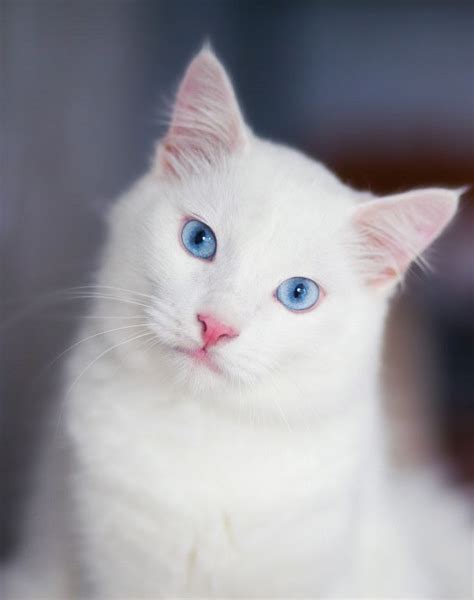 White Fluffy Cat With Blue Eyes Breed Cat Meme Stock Pictures And Photos