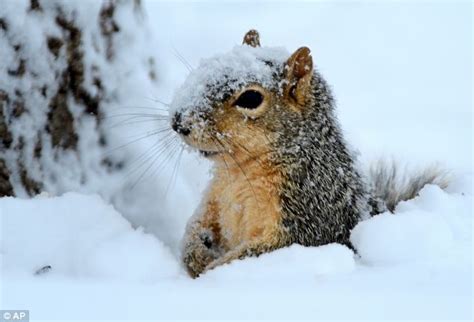 How Do The Squirrels On Campus Survive The Winter