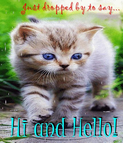 Kitty Says Hi And Hello Free Hi Hello Ecards Greeting Cards 123 Greetings
