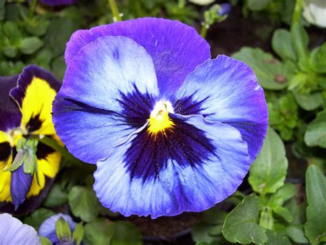 Photography Giclee Canvas Print Blue Pansy Color Pe