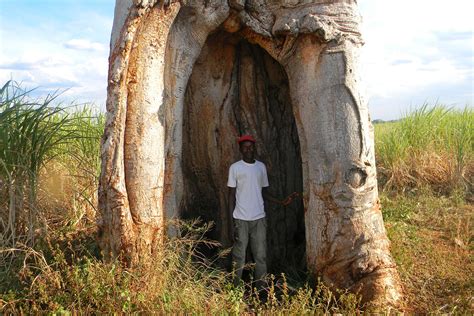 Zimbabwe S Baobab Trees Are Among The Biggest And Longest Living Trees
