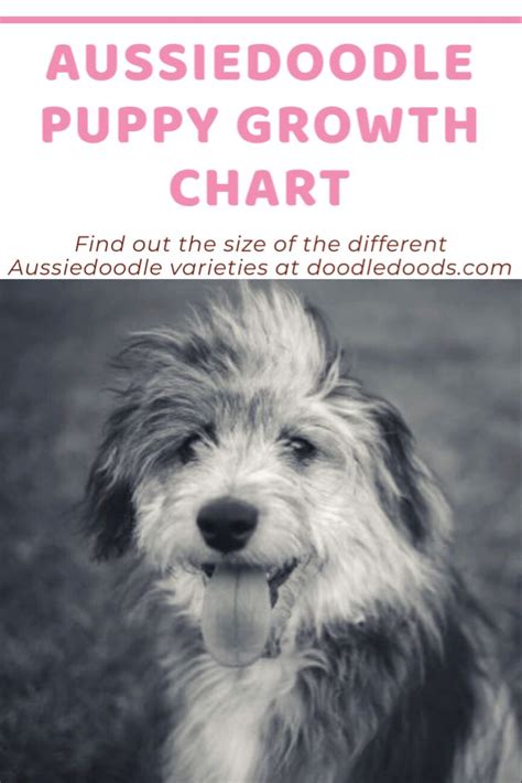Aussiedoodle Size Chart For Toy Medium And Standard Aussiedoodles