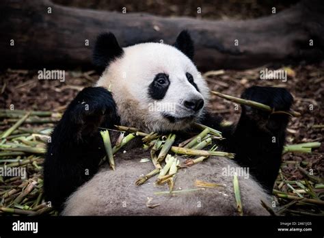 Breeding Wildlife China Hi Res Stock Photography And Images Alamy