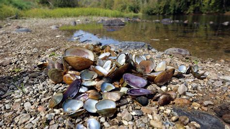 Scientists Seeking Cause Of Huge Freshwater Mussel Die Off