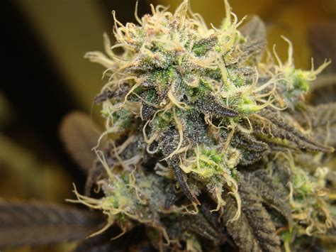 Purple Skunk X Dutch Treat East Island Seeds Cannabis Strain Info