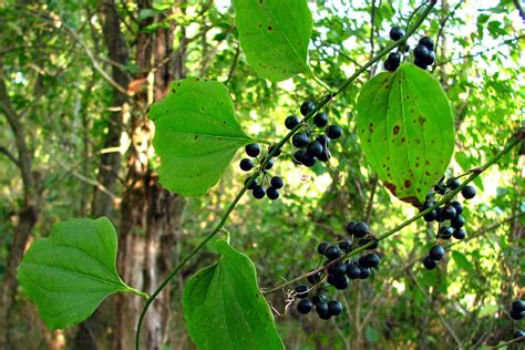 May 20, 2011 · greenbrier (smilax spp.) is a difficult vine to control in the landscape. Common Greenbrier (Smilax rotundifolia) | Halls Greenway ...