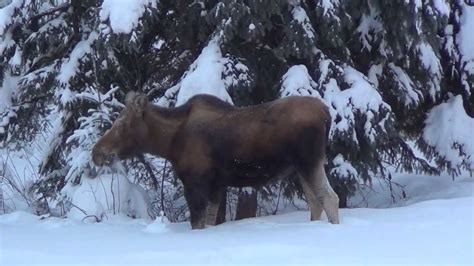 2 Moose In My Yard Youtube