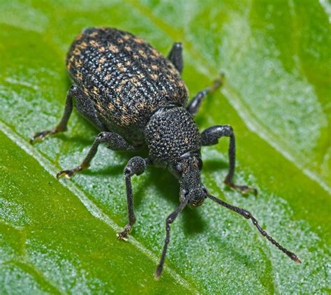 12 Natural Ways To Get Rid Of Black Vine Weevil In Garden Dre