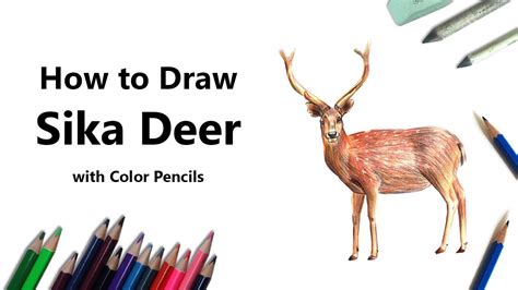 How To Draw A Sika Deer With Color Pencils Time Lapse Youtube