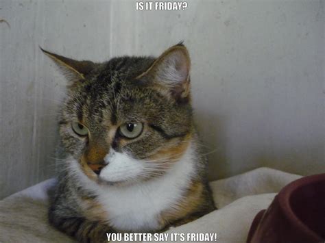23 Funny Mad Cat Memes Factory Memes