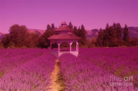 Lavender Photograph By Jeff Swan Fine Art America