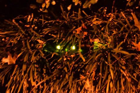 Halloween Decorations Diy Glowing Eyes In The Bushes