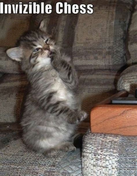 Funny Cats Doing Invisible Things Picture Gallery