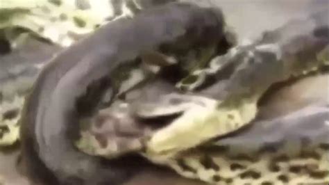 Anaconda Vs Crocodile Vs Python Real Fight720p 1 Youtube