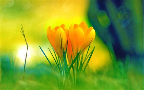149 Crocus Hd Wallpapers Background Images Wallpaper Abyss