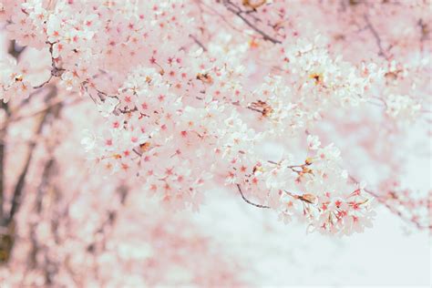 Blooming Sakura Tree In Daylight · Free Stock Photo
