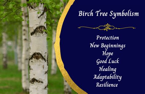 Symbolism of the Birch Tree - Symbol Sage