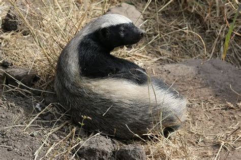 How Many Babies Do Honey Badgers Have Naturenibble