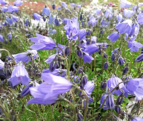 Campanula Cochlearifolia Blue Syncpusilla Leesas Alpines