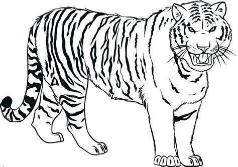 Realistic Tiger Coloring Pages At GetColorings Free Printable