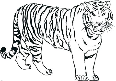 Tiger tries on a turban Cute Baby Tiger Coloring Pages at GetColorings.com | Free ...