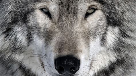 Native American Wolf Backgrounds Wallpaper Cave