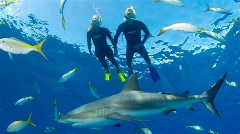 Snorkeling Adventure In Bahamas With Tropical Reefs And Sharks