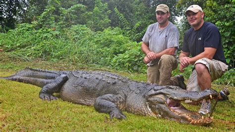 Mississippi State Record Alligator Killed