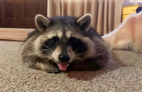 Meet Rebel The Pet Raccoon Who Is Best Friends With A Golden