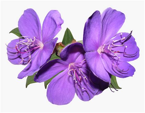 Clip Art Purple Flower Png Purple Flower Png Transparent Png Kindpng