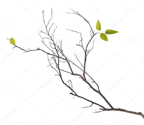 Dry Branch With Leaf Stock Photo By ©vaeenma 122772168