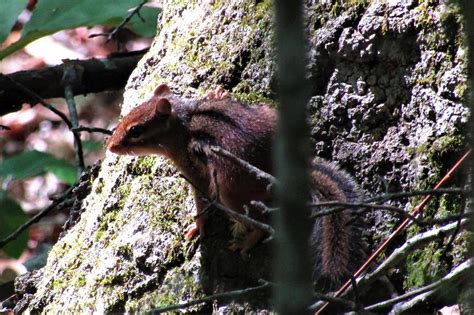 Newberry Chipmunk Photograph By Joshua Bales Fine Art America