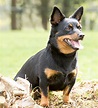Lancashire Heeler | Breeds A to Z | The Kennel Club