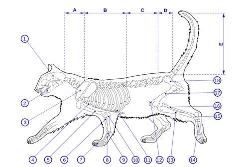 Facsimile reproduction of a copy held by the amnh library. File:Skeleton of a cat diagram ver.2.svg - Wikimedia Commons
