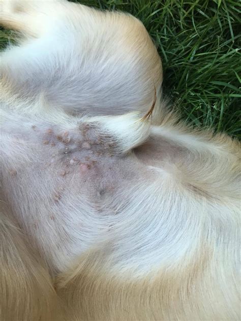 Pus Filled Bumps On Tummy Photos Golden Retriever Dog Forums