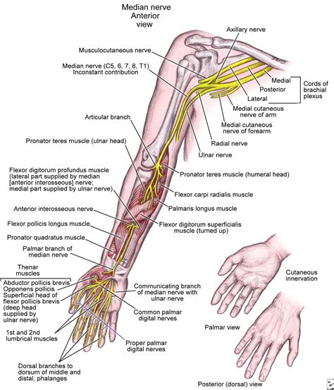 Median Nerve Entrapment Practice Essentials Anatomy Pathophysiology