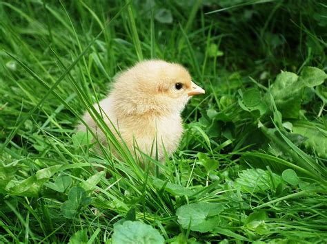 Anak Ayam Kuning Imut Foto Gratis Di Pixabay Pixabay