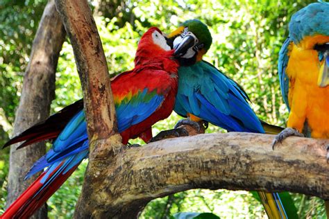 bird park in iguassu falls parque das aves foz do iguacu brazil — adventurous travels