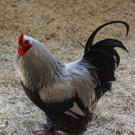 Cock Bird Domestic · Free Photo On Pixabay