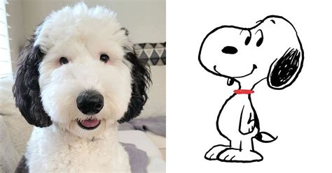 Meet Bayley The Mini Sheepadoodle A Real Life Doppelganger Of Snoopy