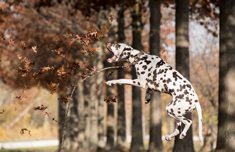 How Much Would It Cost To Insure 101 Dalmatians In Real Life Dogs