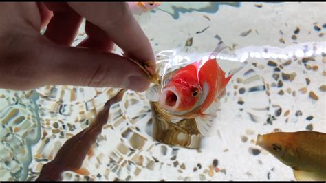 Feeding Goldfish Hand Feed Fish Youtube