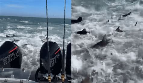 Fishermen Stumble On Massive Shark Feeding Frenzy Off Louisiana Coast