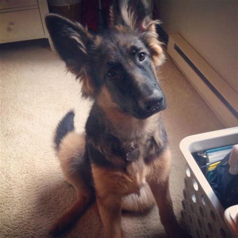 As with many large breeds, proper screening for the health of this breed's hips, elbows, and the dog's general genetic history is important. breeder info in mass - Page 2 - German Shepherd Dog Forums