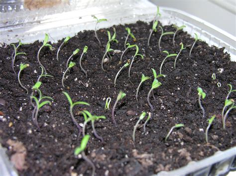 Chadwick Cherry Tomato Seedlings Still Sprouting Hugging You Goodbye