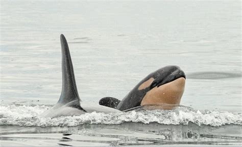 Another New Orca Baby Born To J Pod — The Second This Month The Daily