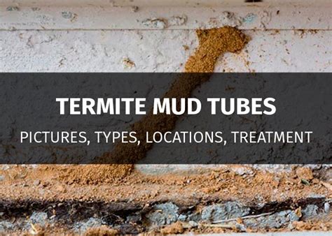 Termite Mud Tube What Does It Look Like And How To Get Rid Of It