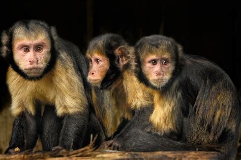 Capuchin Monkeys Are The Only Primates To Use Tools Animals Around